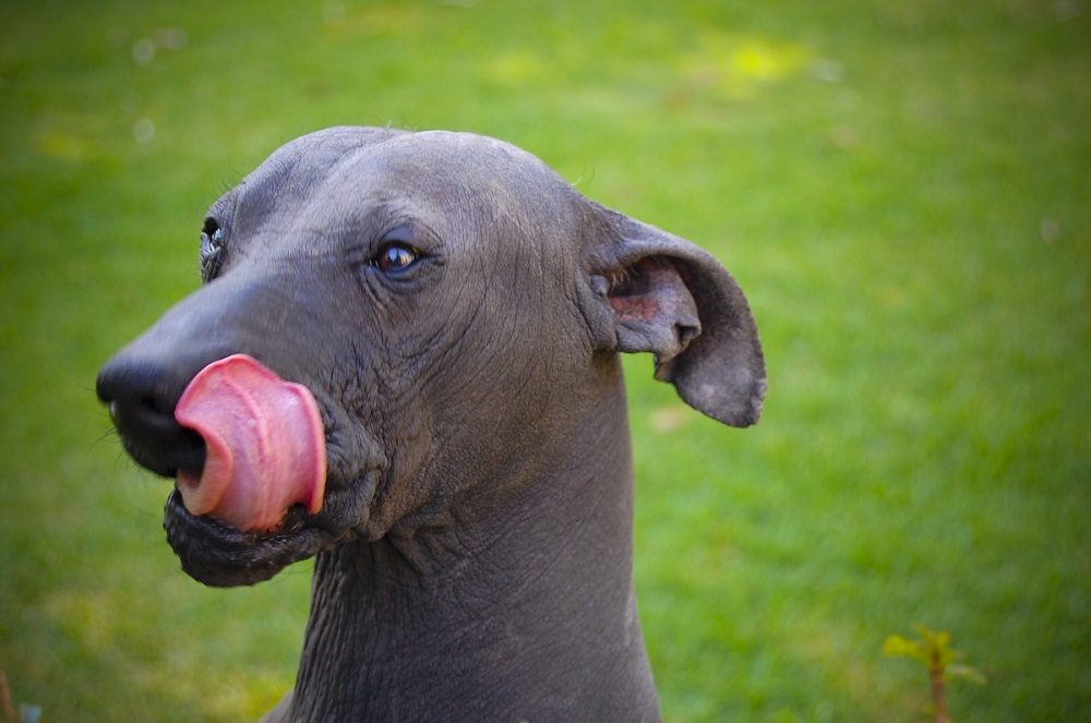 Chó Xoloitzcuintli có thể sống đến 12 - 15 năm