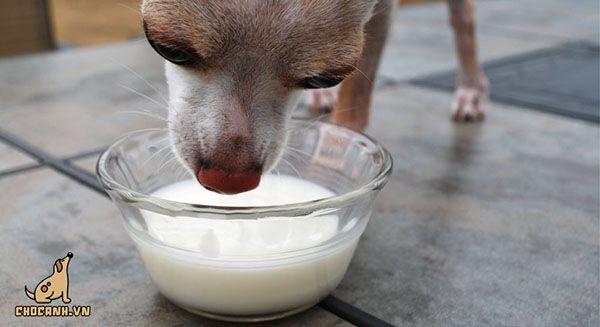 Chó không nên ăn gì? Hãy cẩn trọng khi cho chó uống sữa