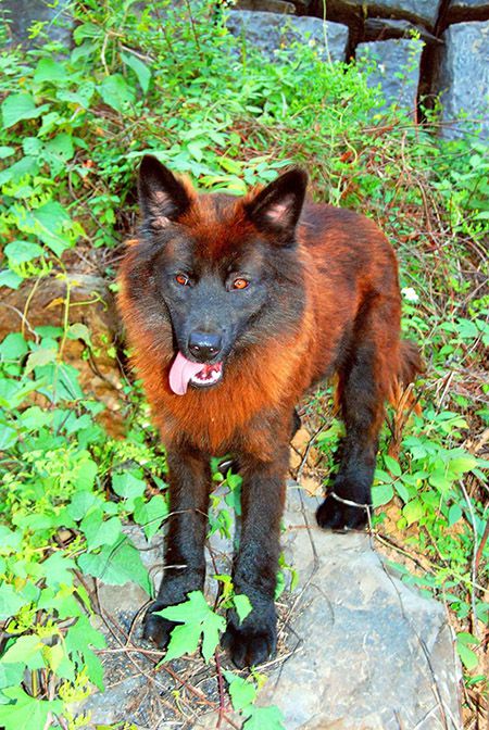 Chó Lài sông mã còn được gọi là chó lài lai sói.
