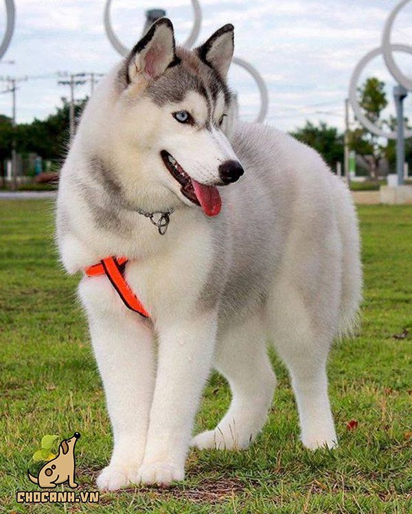 Chó Alaska lông xù