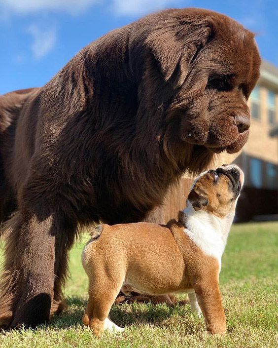 Kích thước chó ngao Tây Tạng với chó pug mặt xệ.