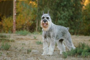 Chó ông già Schnauzer có nguồn gốc từ Nước Đức