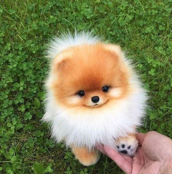 Chó pomeranian Puppy con siêu đáng yêu.