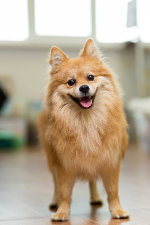 Chó phốc sóc hay còn gọi fox sóc - Pomeranian