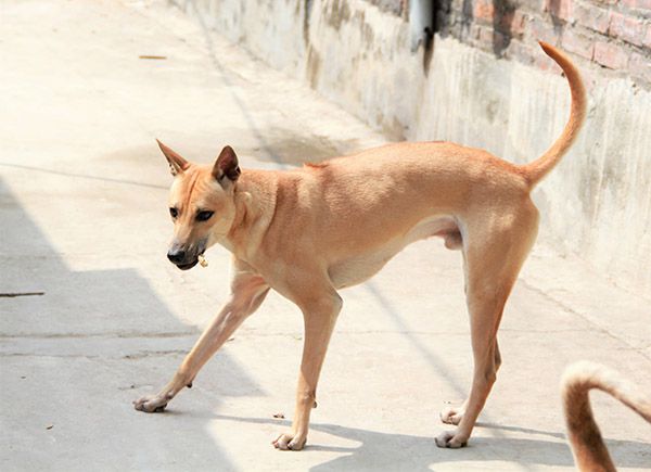 Ngực sa dạ thắt là yếu tố tiếp theo đánh giá chó Phú Quốc thuần chủng và đẹp.