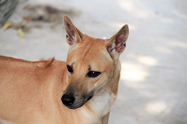 Chó Phú Quốc - Quốc Khuyển Có Nguồn Gốc Hàng Trăm Năm