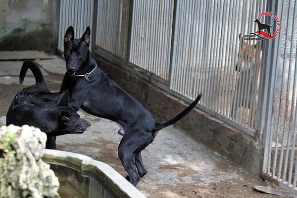 Chó Phú Quốc đen tuyền - nguồn ảnh Lê Hà - Khanh Lê
