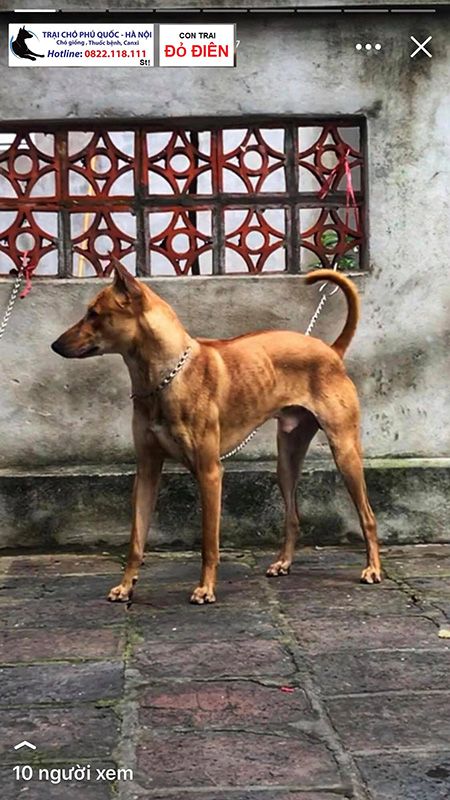 Top 5 Chó Phú Quốc Đẹp Nhất Việt Nam 20 Năm Trở Lại Đây