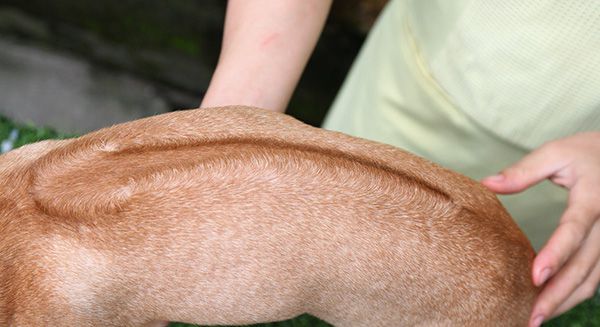 Chó Phú Quốc không có xoáy có nên nuôi không?