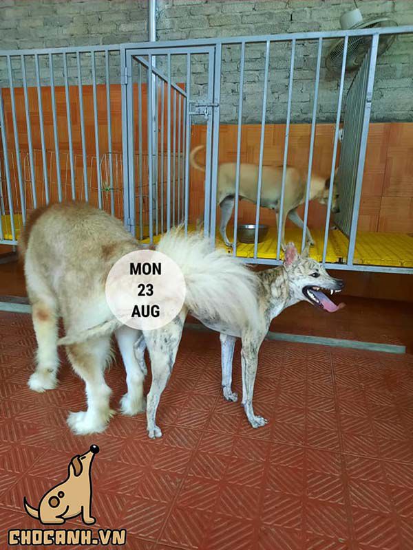 Chó Phú Quốc lai Husky làm mất đi độ thuần chủng của chó Phú Quốc.