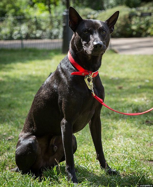 Chó Phú Quốc đen tuyền oai vệ được định giá hơn 300 triêu.