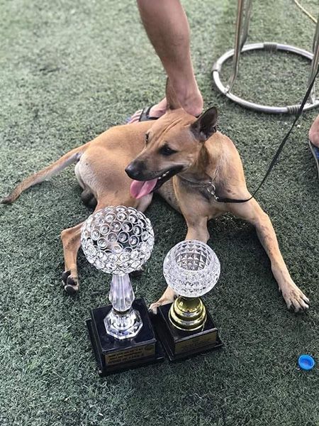 Chó Phú Quốc đạt giải giá sẽ cao hơn chó bình thường.