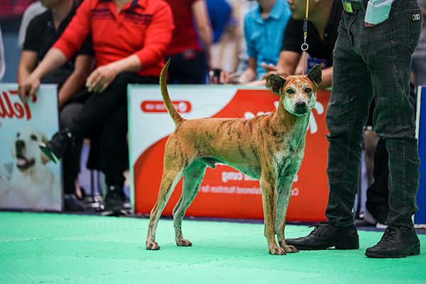 Chó Phú Quốc vện sáng màu trong hội thi chó - Nguồn Lê Hà - Khanh Le