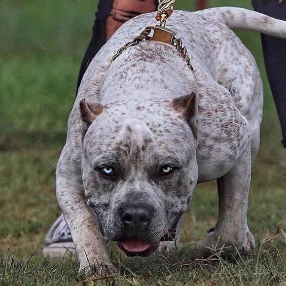 Sự lai tạo giữa dòng Terrier và Bulldog tạo ra chó Pitbull