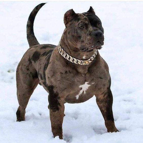 Chó Pitbull - Hiếu Chiến Bậc Nhất Trong Các Dòng Chó Chọi