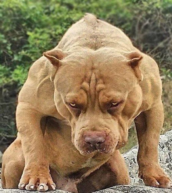 Đặc điểm chó Pitbull với phần đầu mặt cơ bắp như hình.