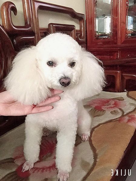 Chó Poodle trắng nhìn rất đẹp mắt.