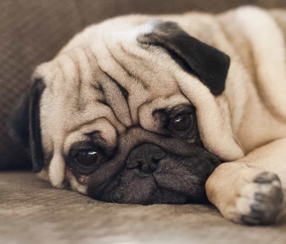 Chó Pug buồn
