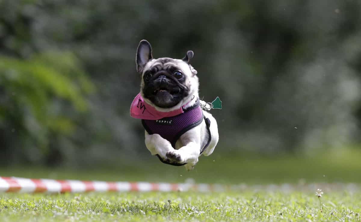 Chó Pug chạy đua