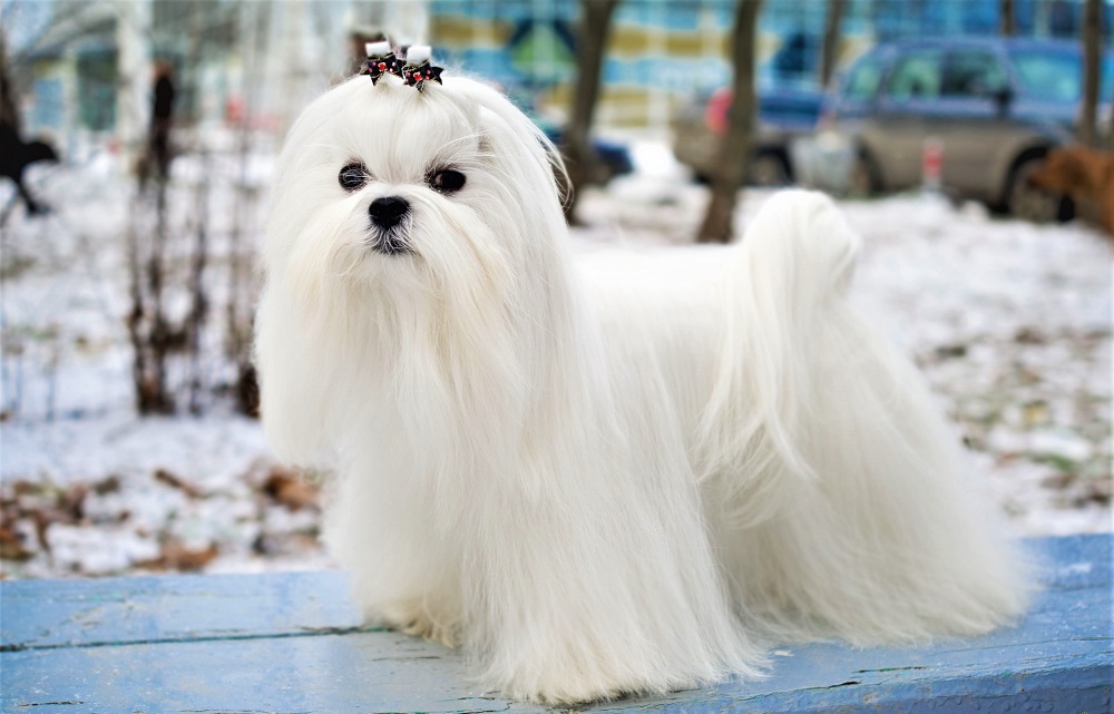 Bộ lông dài trắng tuyết tạo nên hình ảnh chú chó Maltese sang chảnh