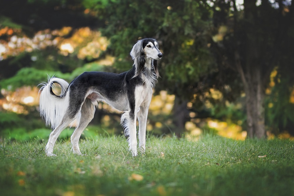 Chú chó Saluki mang phong thái khỏe khoắn, nhanh nhẹn và thu hút