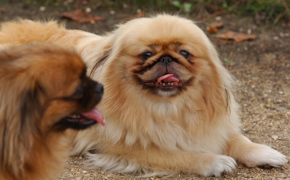 Những chú chó Bắc Kinh thuần chủng có bộ lông xù vô cùng dễ thương