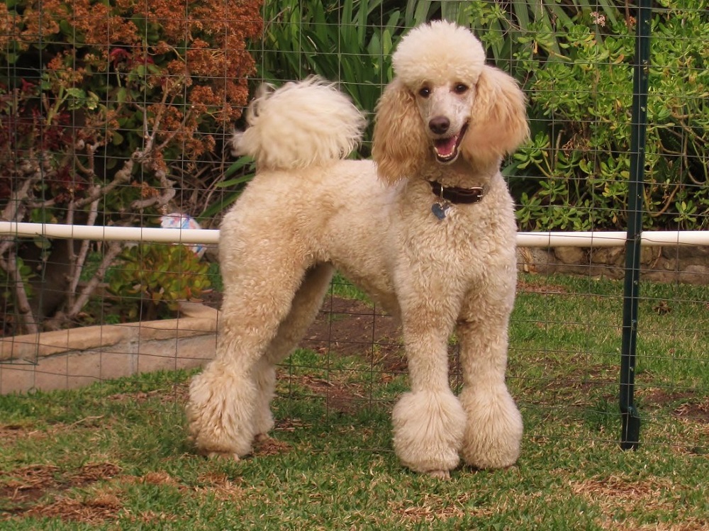 Giống chó Standard Poodle có thân hình khỏe khoắn và kích thước lớn