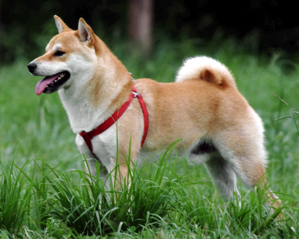 Shiba Inu là giống chó thông minh, trung thành có nguồn gốc từ Nhật Bản