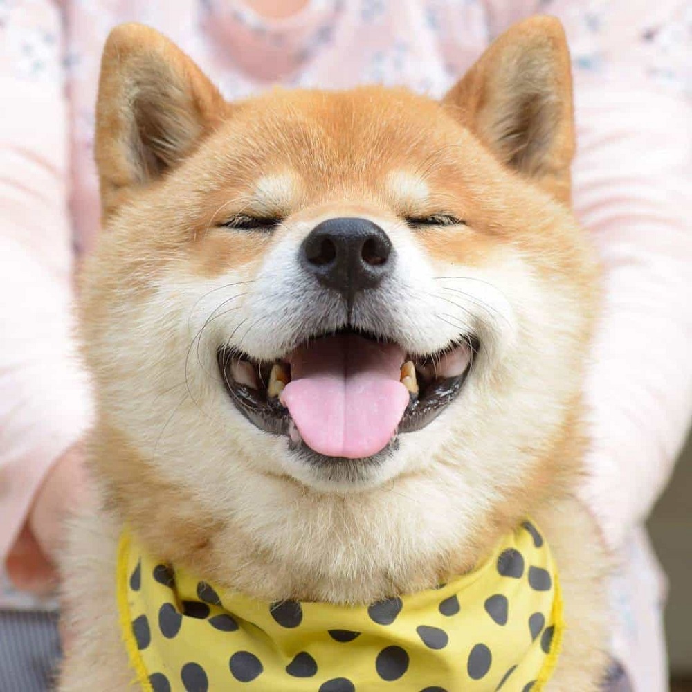 Khuôn mặt tươi tắn, rạng ngời và hài hướng của bé cún Shiba Inu