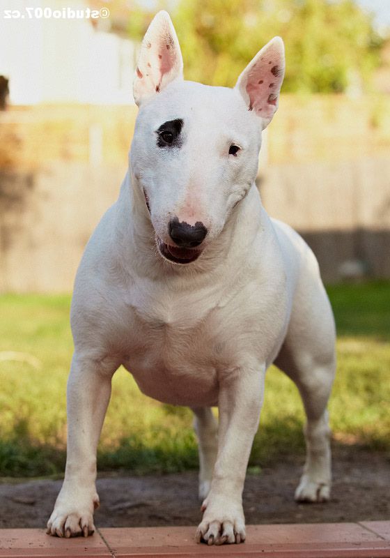 Chó sục bò Bull Terrier