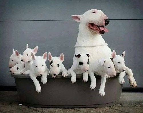 Gia đình chó Bull Terrier mẹ và con.
