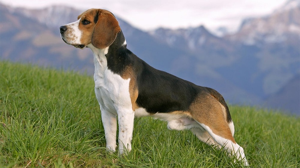 Giống chó săn Beagle có bộ lông ngắn và ôm sát người