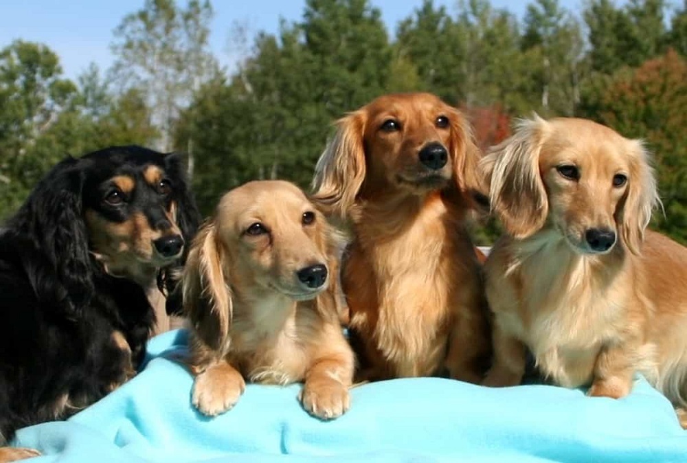 Những giống chó tai dài phổ biến nhất và đặc điểm nổi bật của chúng