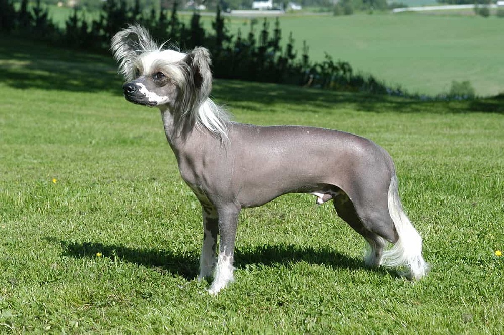 Loài chó Chinese Crested có phần lông ở đầu, đuôi và 2 chân