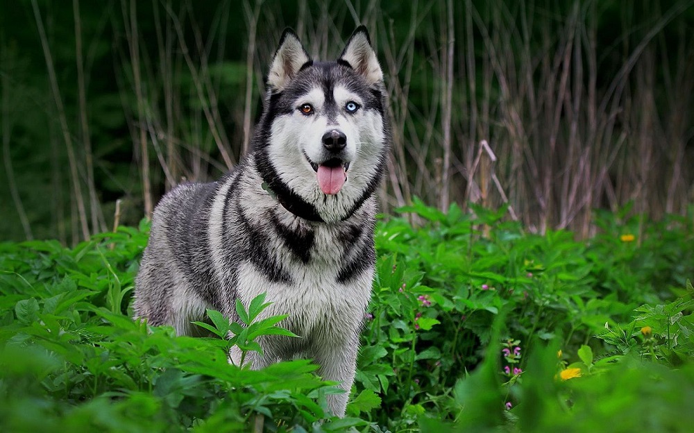 Đôi mắt của giống chó Husky có nhiều màu sắc ấn tượng