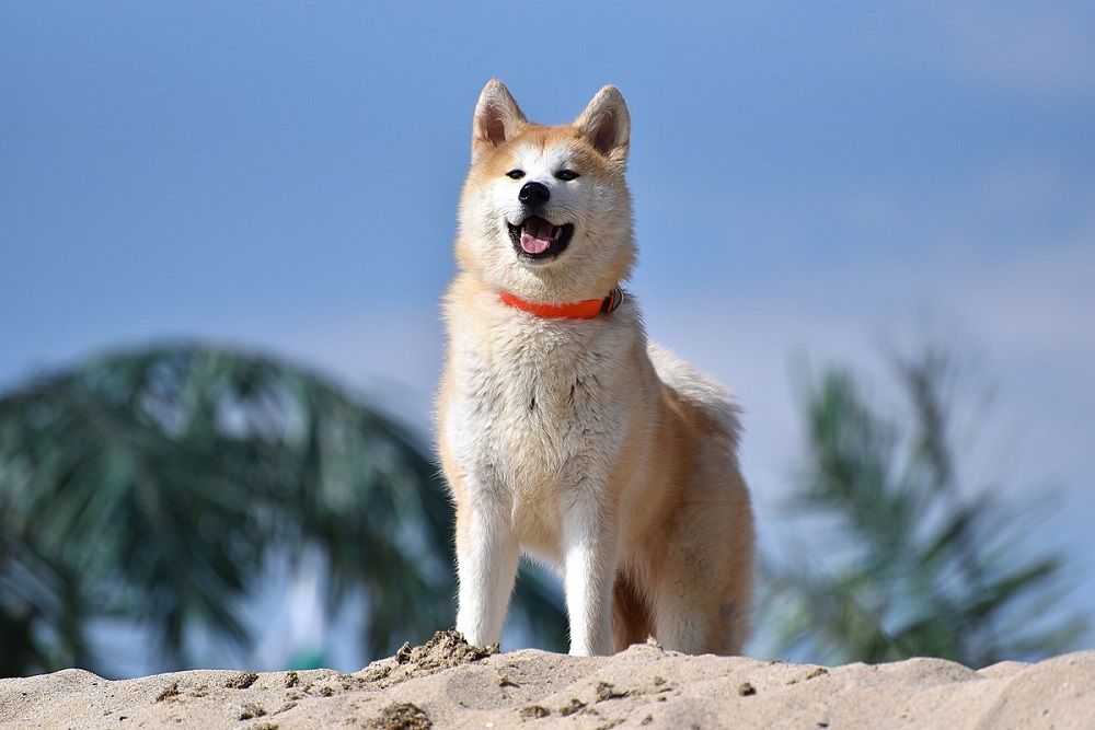 Giống chó Akita được biết đến với tính cách trung thành tuyệt đối với chủ nhân