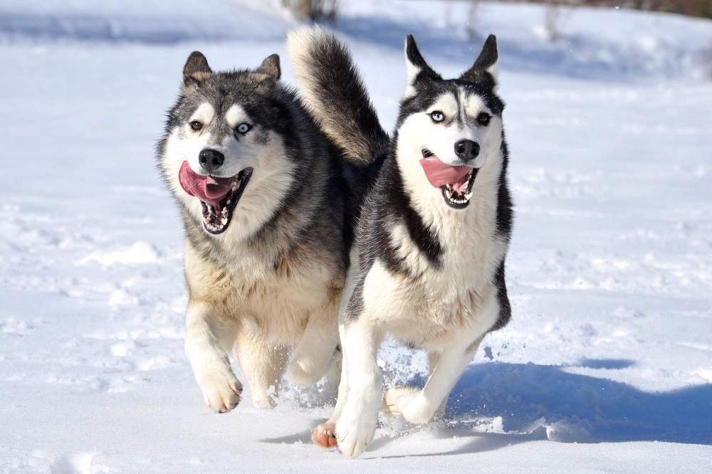 Chó tuyết có những giống nào và đặc điểm nổi bật nhất là gì?