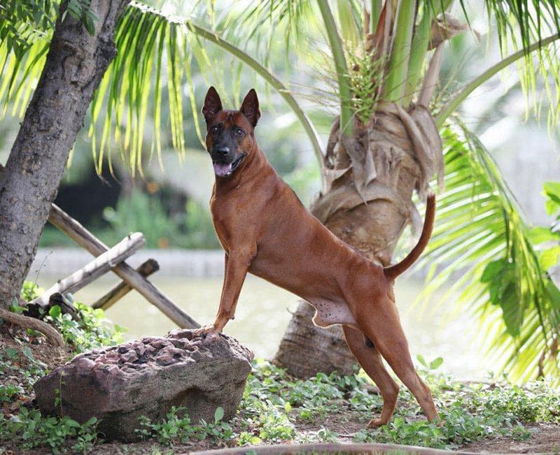 Chó Phú Thái có trọng lượng lớn hơn nhiều so với chó PQ.