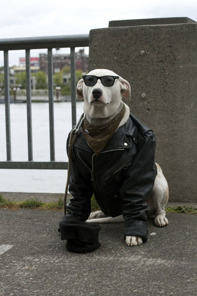 Chú chó đeo kính Cool ngầu