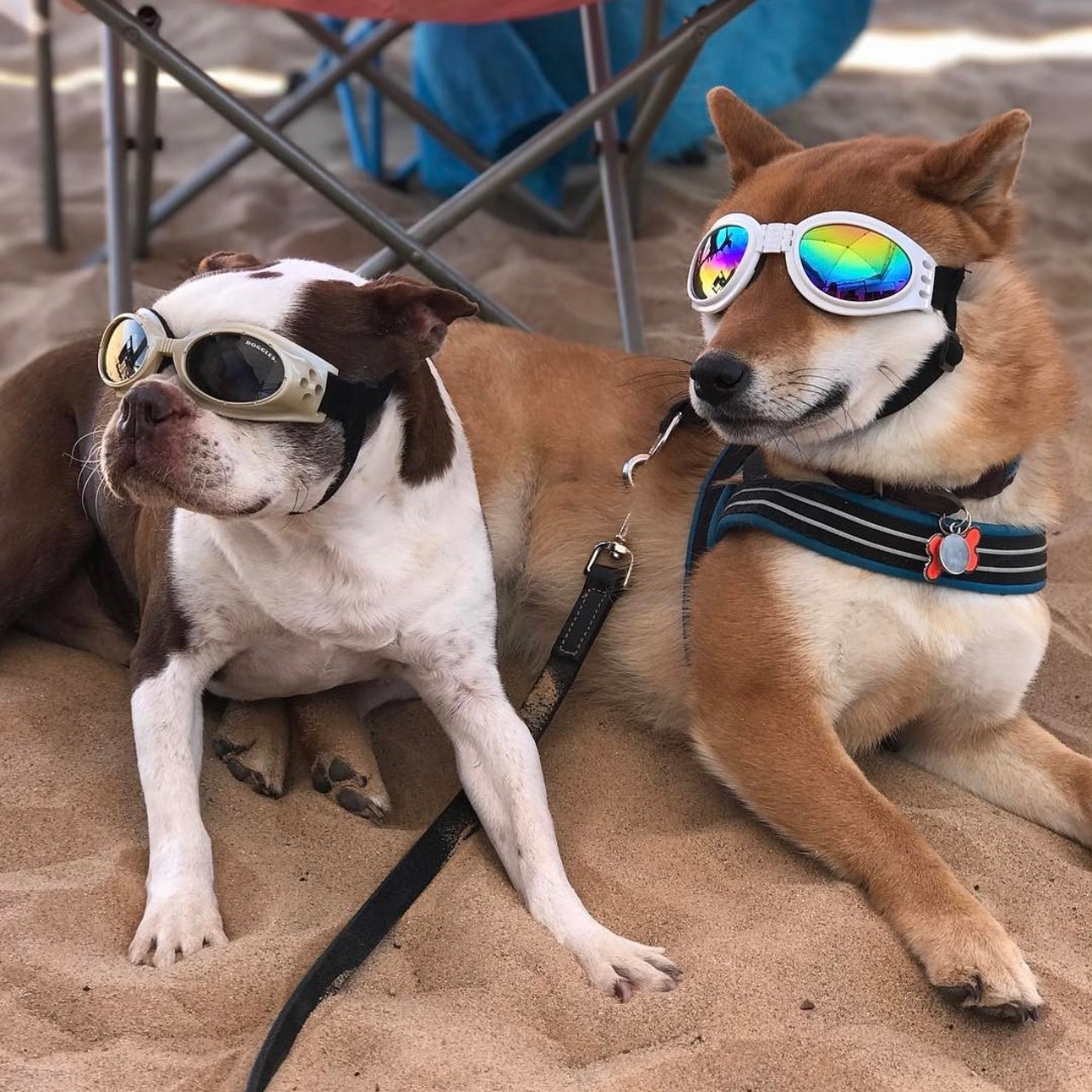 chó đeo kính đi biển