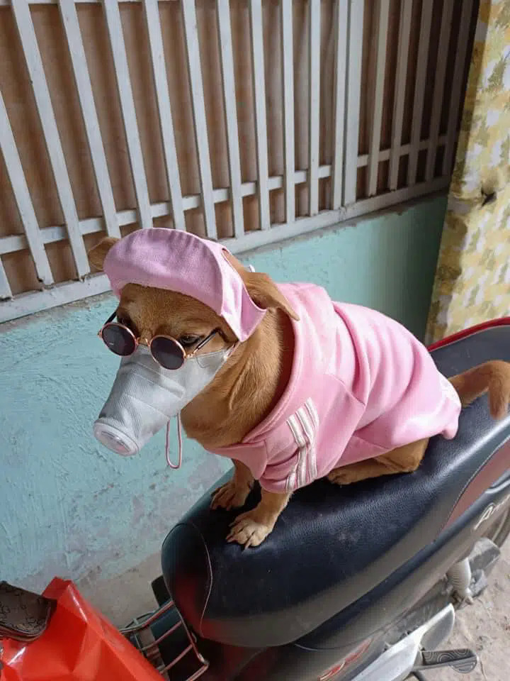 Chú chó đeo kính và khẩu trang chống dịch