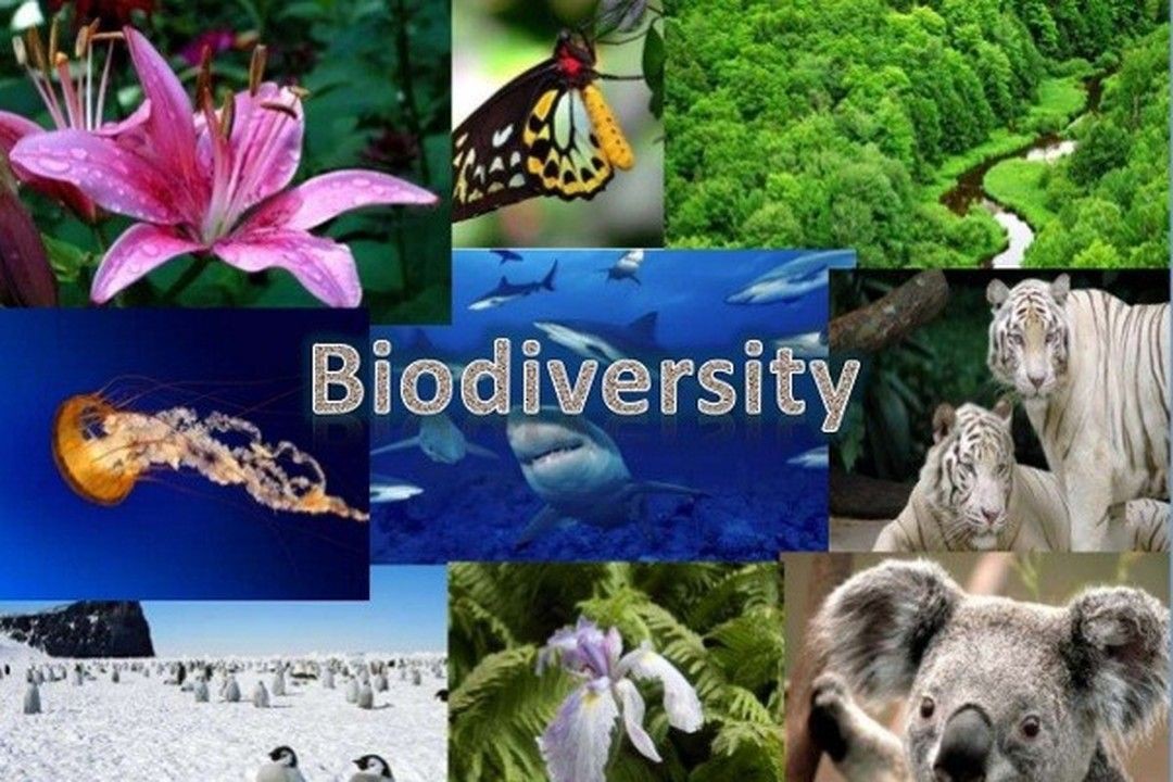 Đa dạng sinh học (Biodiversity) là gì? Hiện trạng và biện pháp bảo vệ