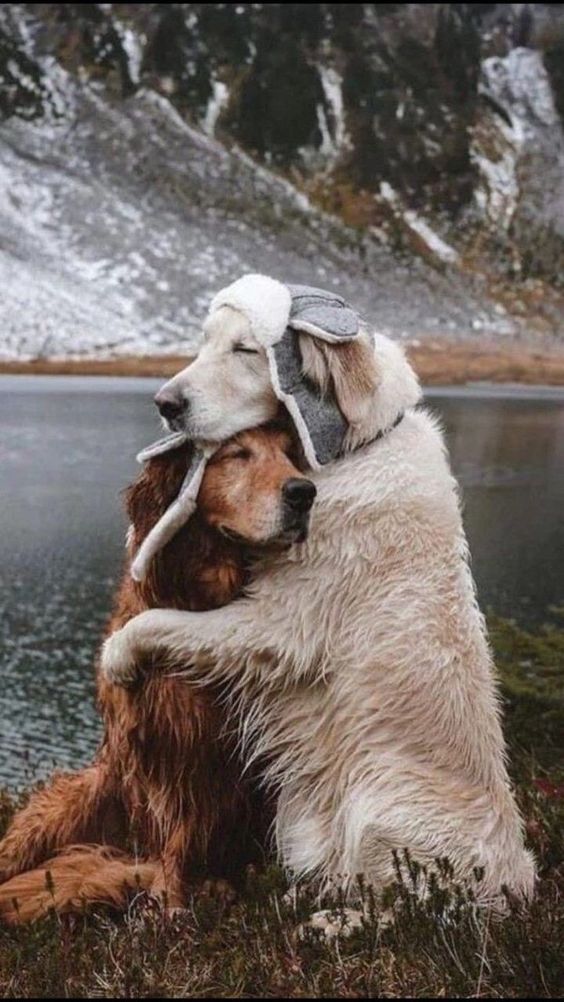 Chó ôm nhau là biểu tượng của tình bạn và sự chân thành giữa con người và động vật. Hãy xem hình ảnh này để cảm nhận tình bạn và sự yêu thương đầy ý nghĩa.