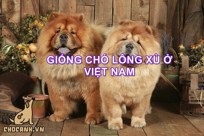 Dòng chó lông xù tại Việt Nam là dòng nào?