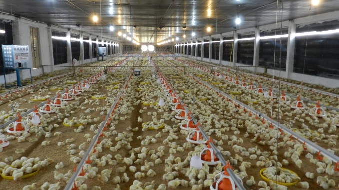 Mô hình hệ thống thông gió làm mát cho trang trại gà