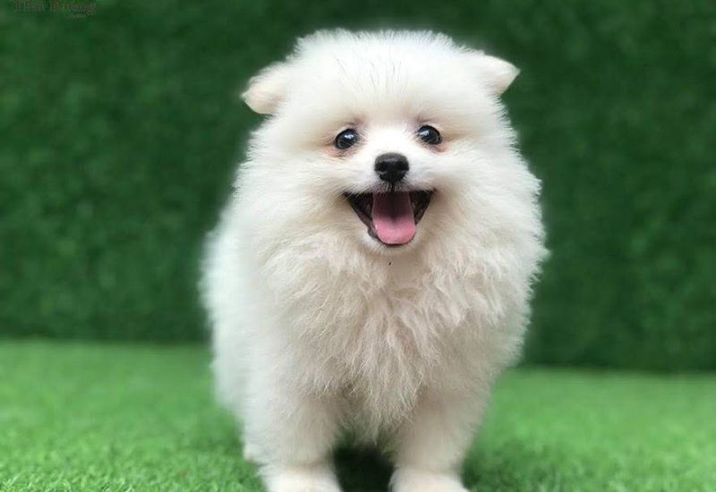 Hình ảnh chú chó lông trắng dễ thương