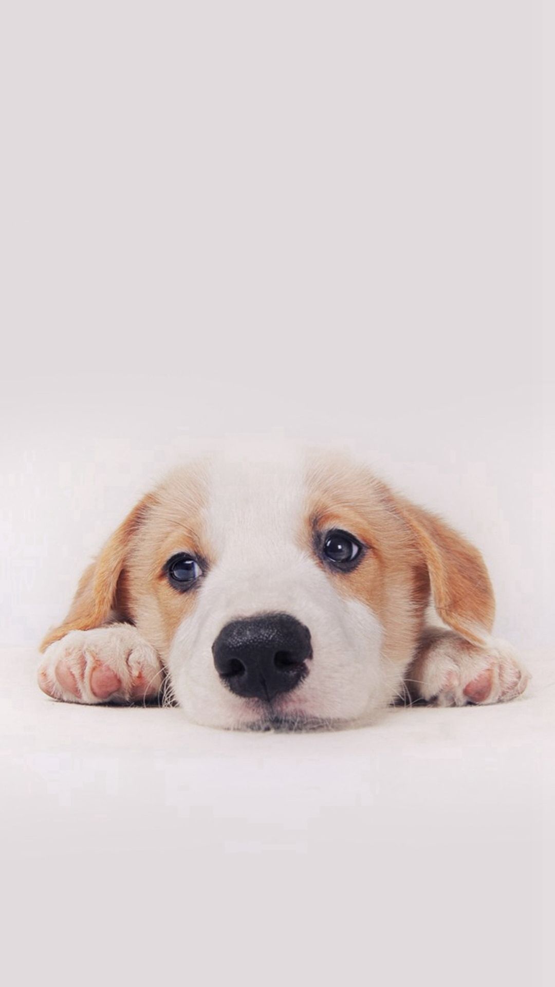 Ảnh cún con siêu cute hình ảnh chó con ngộ nghĩnh dễ thương đáng yêu nhất