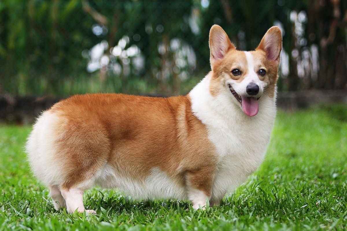 Chó Corgi  Chú chó lùn đáng yêu nhất thế giới  Mypet App  Ứng dụng cho  thú cưng