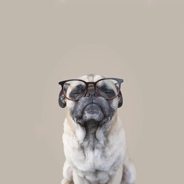 Hình ảnh chó đeo kính chất