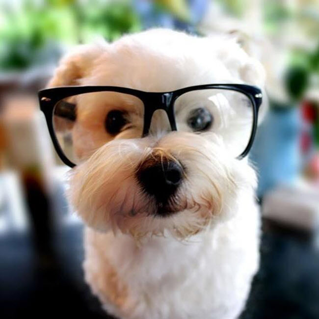 con chó dễ thương với kính